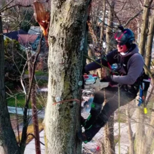 Man in tree with harness cutting into the tree with a chainsaw