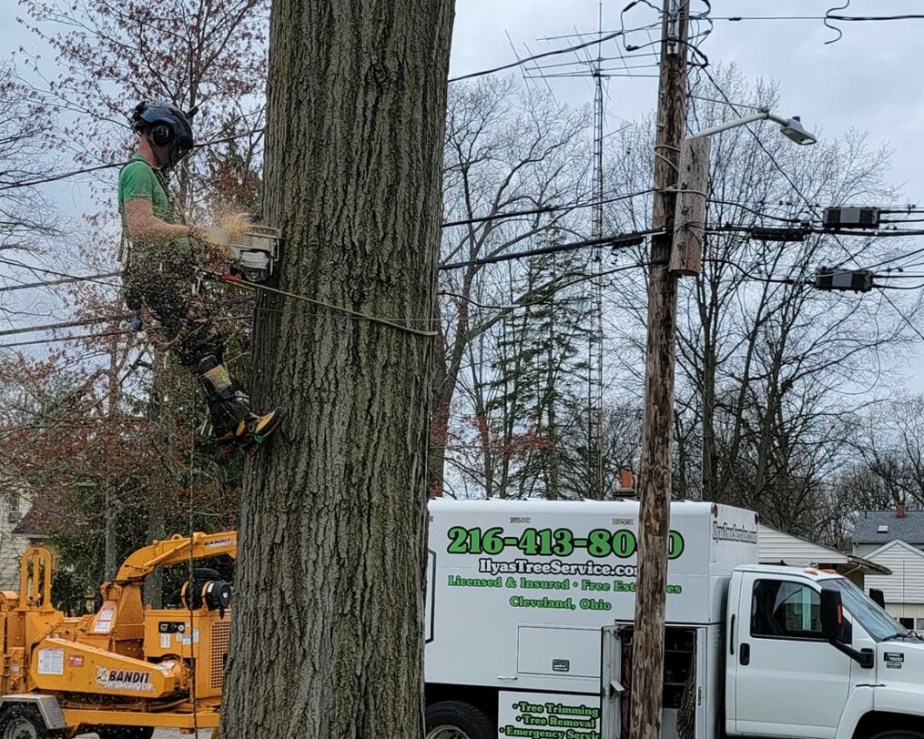 man climbing tree with chainsaw. Ilya's Tree Service Truck in background