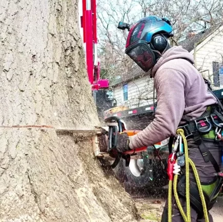 A tree worker in full safety gear, including a helmet, goggles, and harness, using a chainsaw to cut the trunk of a large tree.