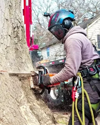 man wearing protective gear cutting into a large tree trunk with a chainsaw