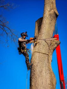man climbing tree, cutting the tree with a chainsaw